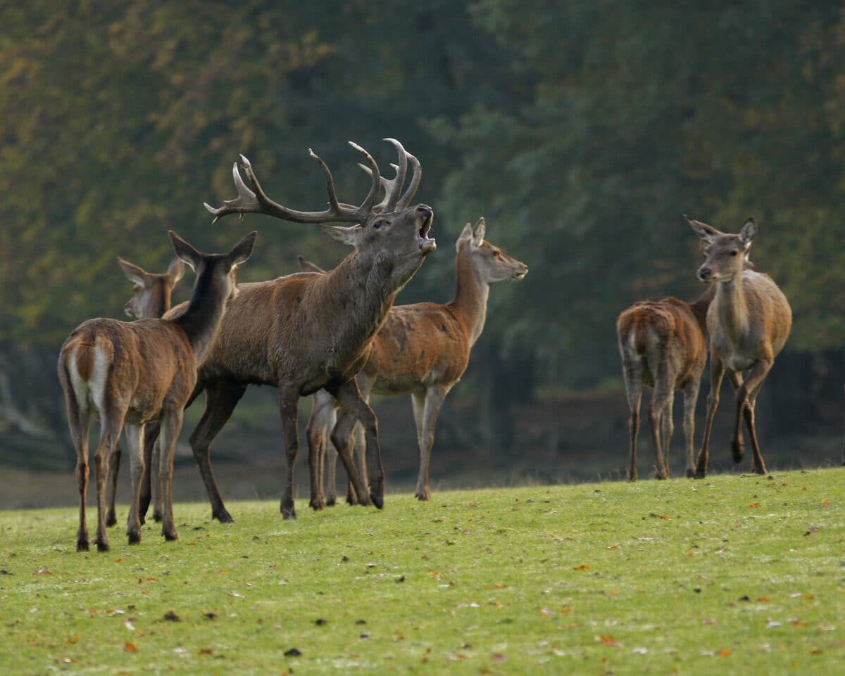 Le brame du cerf en Périgord : un séjour nature de fin août à octobre